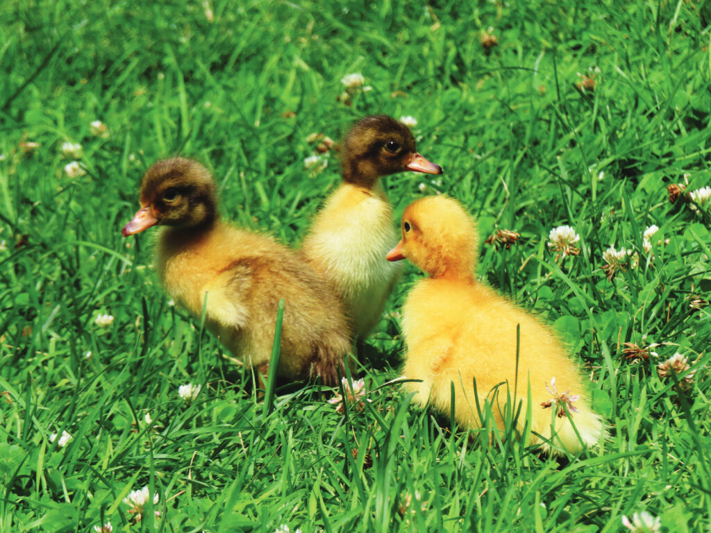 True Facts About Ducks - Backyard Poultry